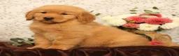 Golden Retriever dogs for sale: Harmony - Ad 6