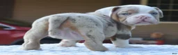 Mixed Breed dogs for sale: Maggie mini hybrid bulldog  - Ad 4