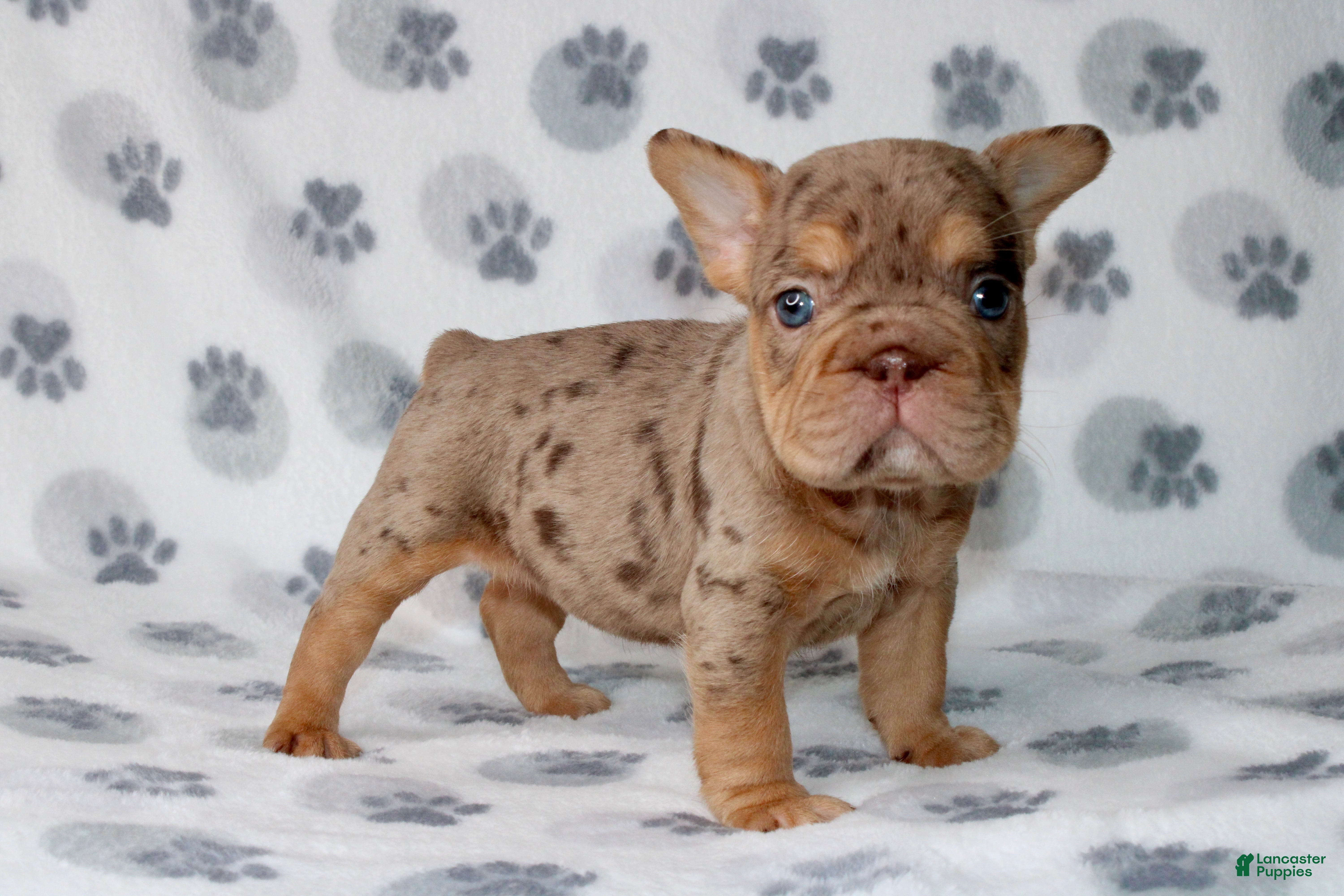 French Bulldog dogs Coco - Ad 15