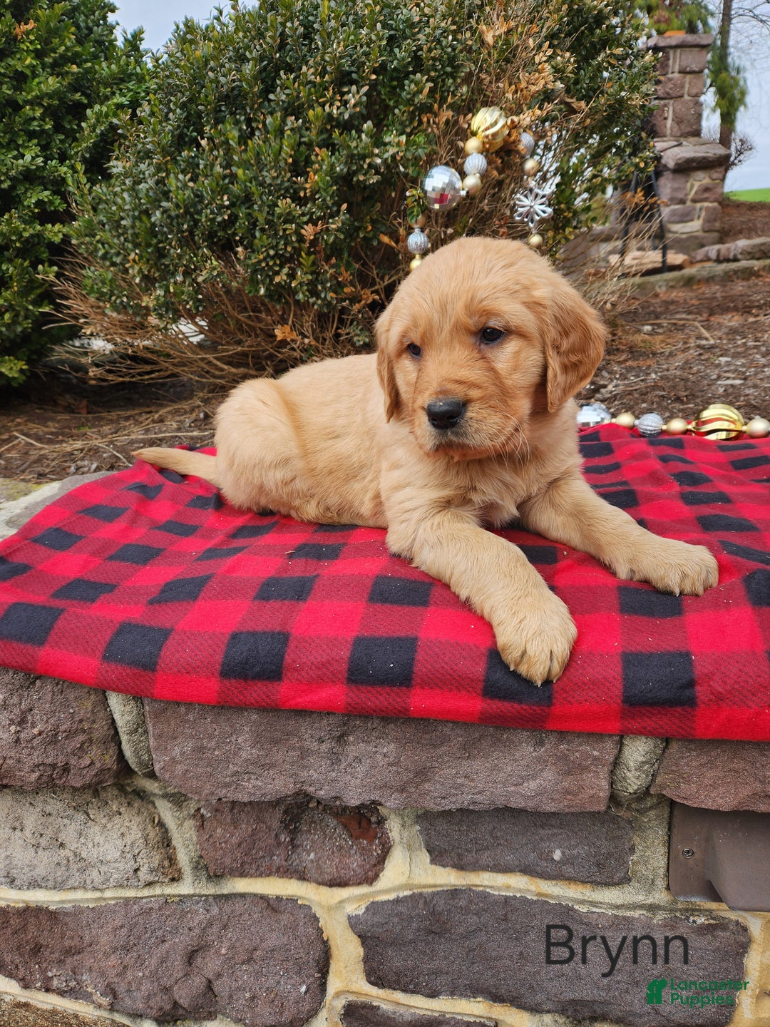 Golden Retriever dogs for sale: Brynn - Ad 1