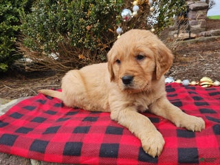 Golden Retriever dogs for sale: Brynn - Ad 2