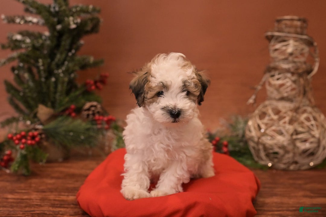 Bichpoo dogs for sale: Vlad - Ad 1