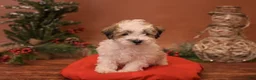 Bichpoo dogs for sale: Vlad - Ad 1