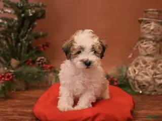 Bichpoo dogs Vlad - Ad 14