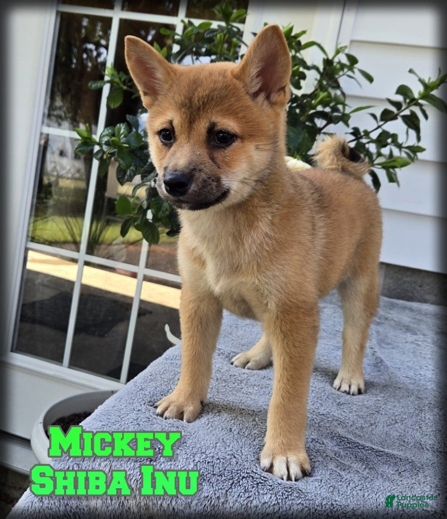 Shiba Inu dogs Mickey - Ad 1