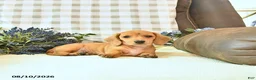 Miniature Dachshund dogs for sale: River - Ad 4
