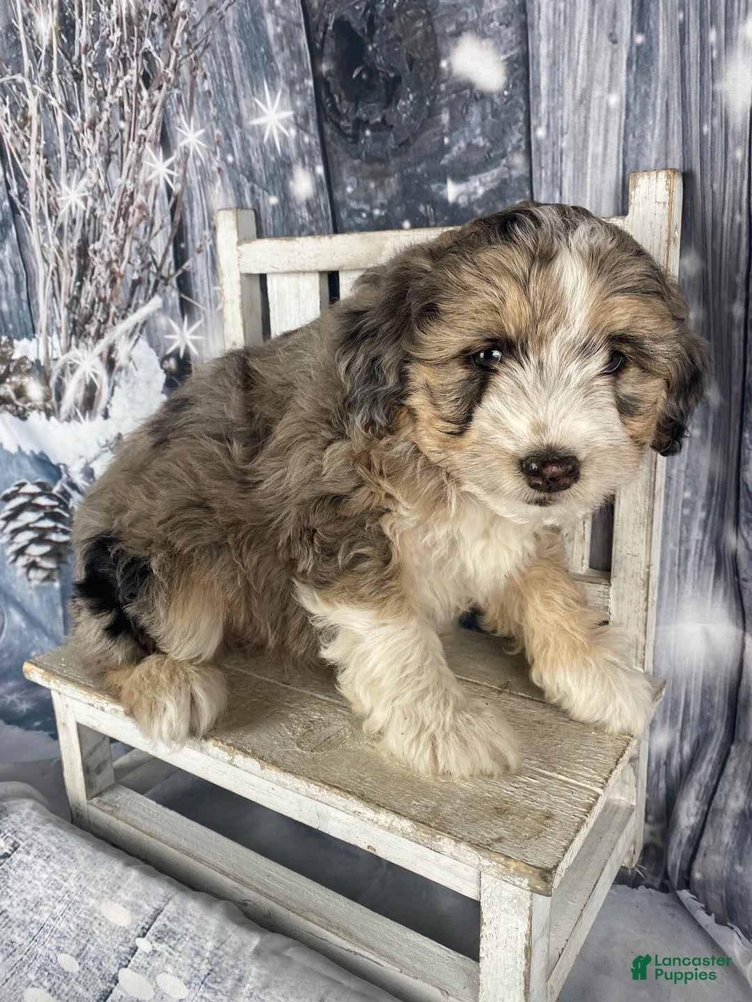 Aussiedoodle dogs for sale: Luke - Ad 7