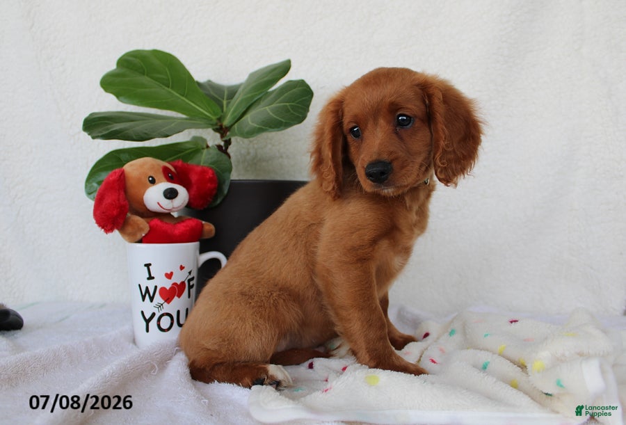 Cavapoo dogs Skyler - Ad 2