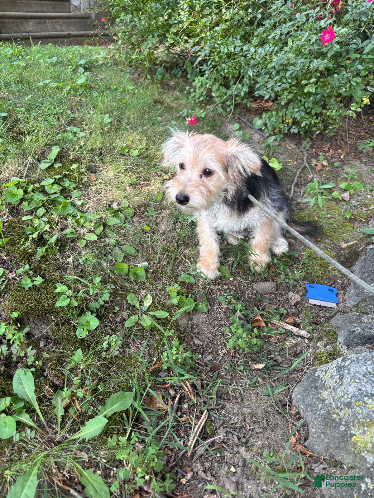 Morkie dogs Maggie - Ad 7