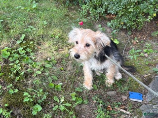 Morkie dogs Maggie - Ad 10
