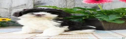 Cockapoo dogs for sale: Hector  - Ad 4