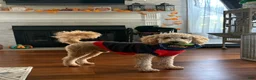Mini Goldendoodle dogs for sale: Mini Goldendoodle 1 - Ad 3
