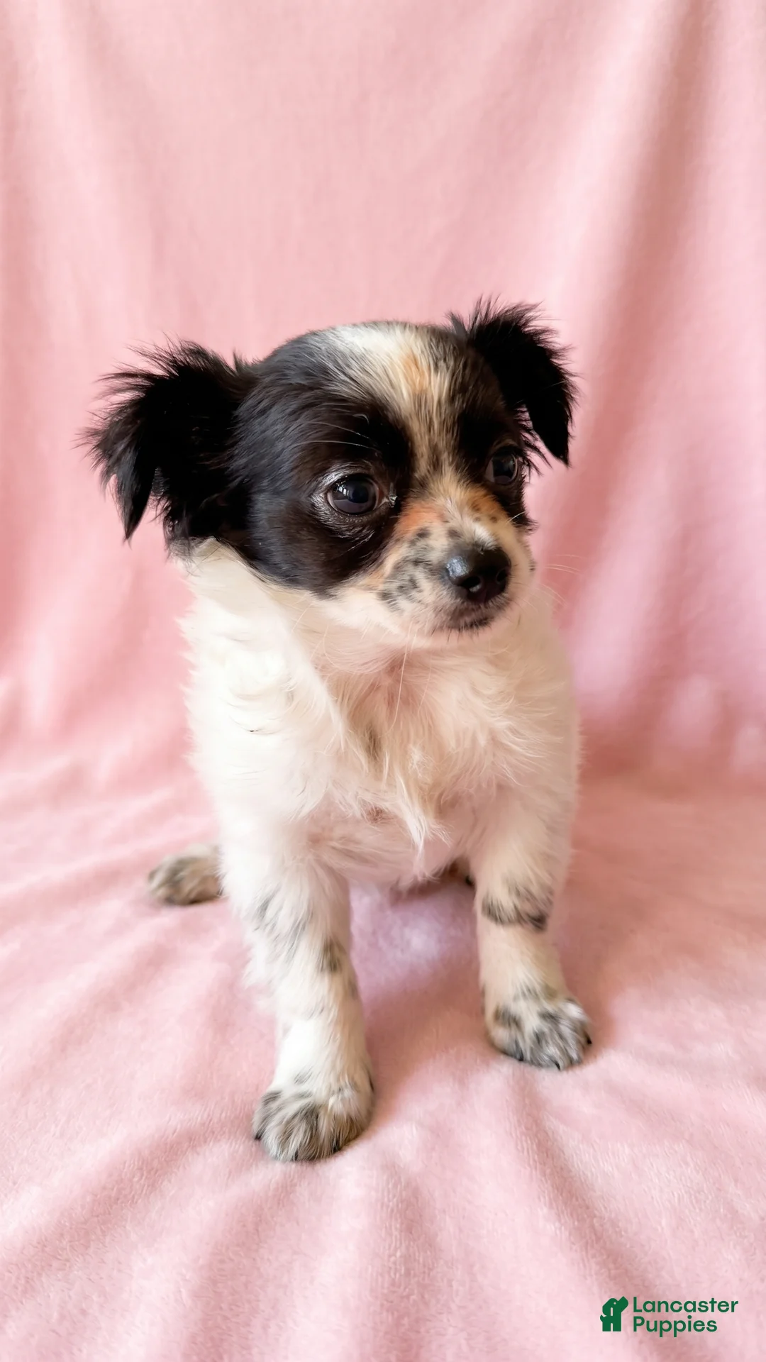 Mixed Breed dogs for sale: Sadie - Ad 1