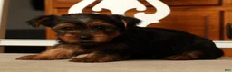 Yorkshire Terrier dogs for sale: Lucy - Ad 3