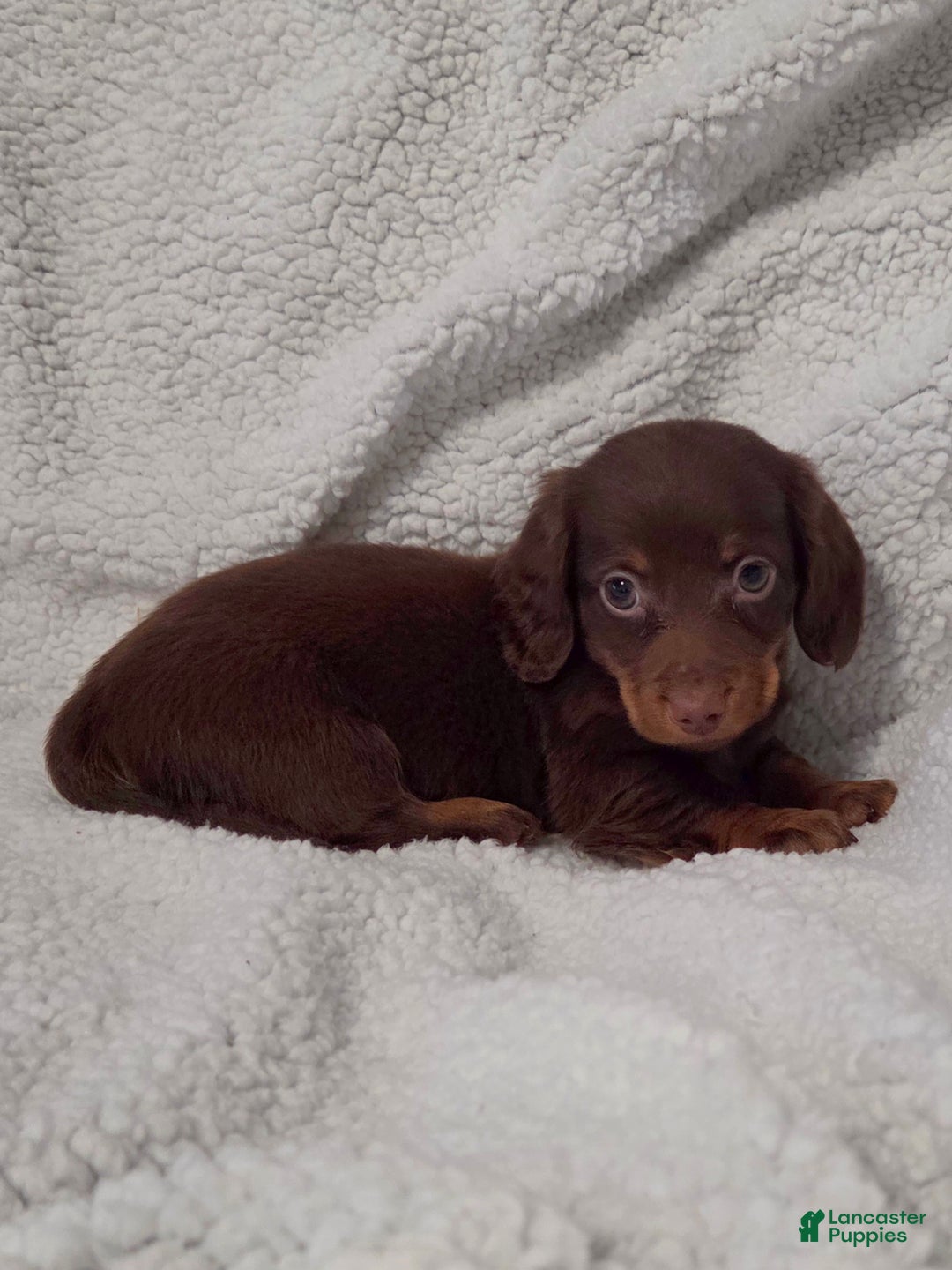 Miniature Dachshund dogs for sale: Miniature Dachshund Puppy 1 - Ad 1