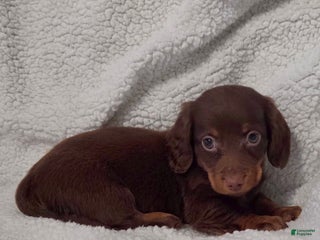 Miniature Dachshund dogs Miniature Dachshund Puppy 1 - Ad 31