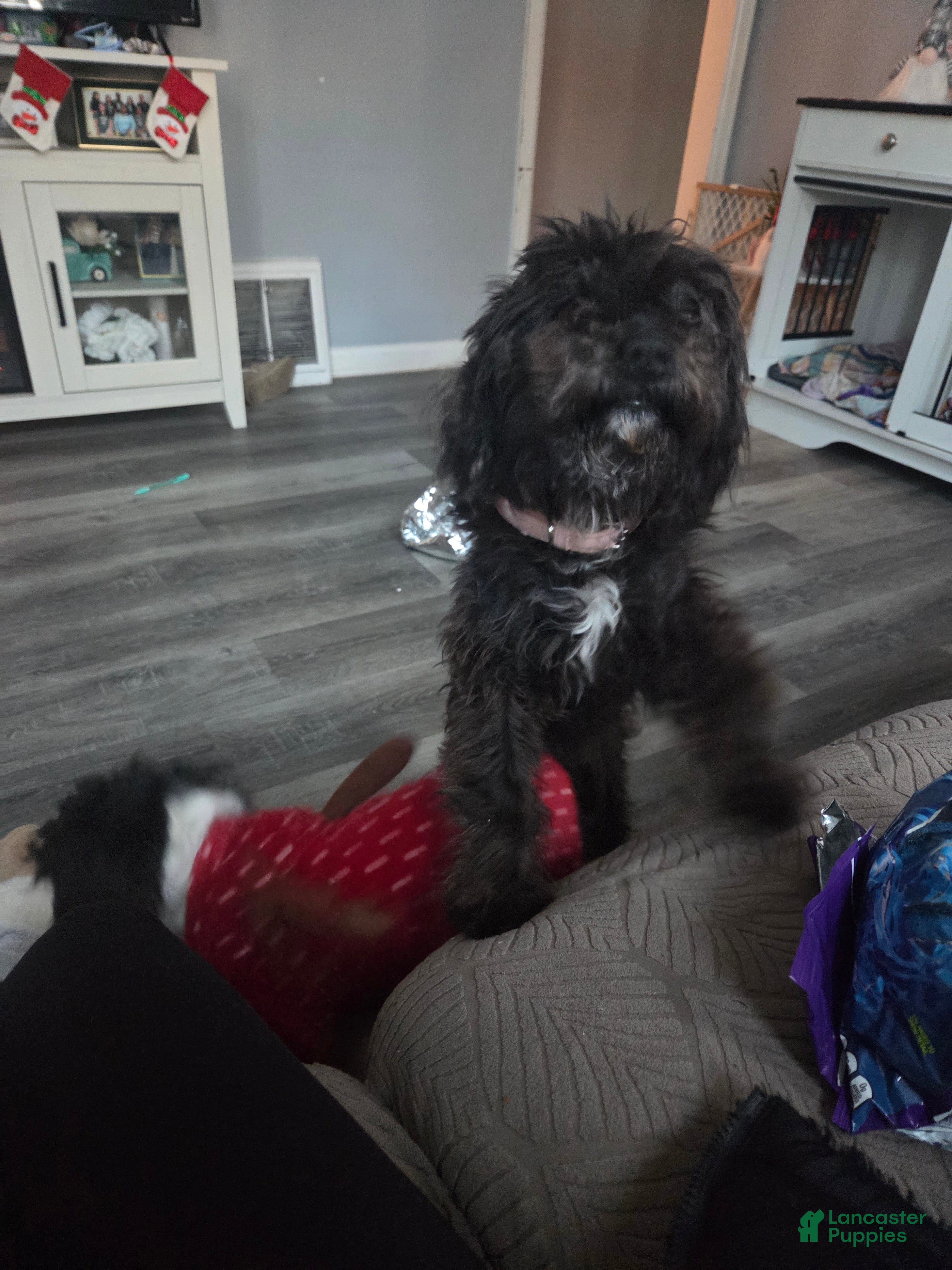 Mixed Breed dogs Mixed Breed Puppy 1 - Ad 25