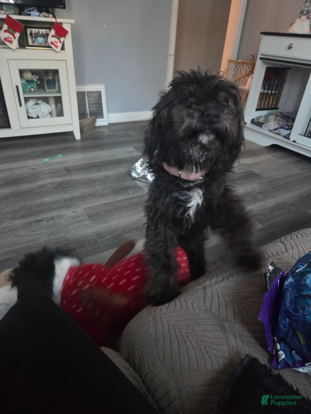 Mixed Breed dogs for sale: Mixed Breed Puppy 1 - Ad 1