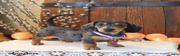 Miniature Dachshund dogs for sale: Stella - Ad 2
