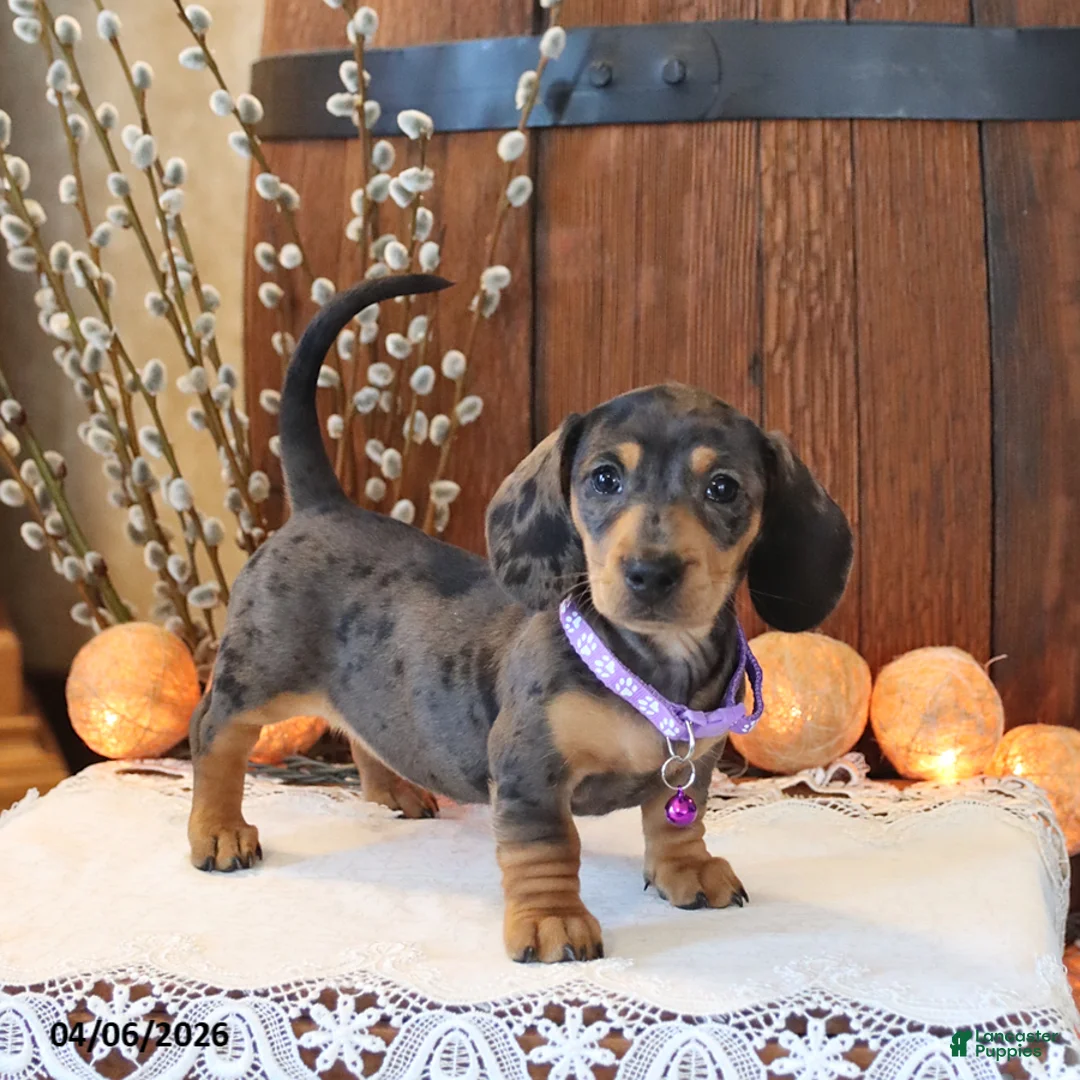 Miniature Dachshund dogs for sale: Stella - Ad 2