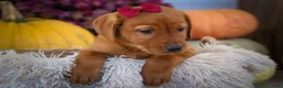 Labrador Retriever dogs for sale: NOAH - Ad 13