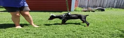 Doberman Pinscher dogs for sale: White - Ad 11