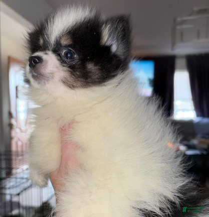 Pomeranian dogs Timothy - Ad 5