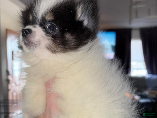 Pomeranian dogs Timothy - Ad 5