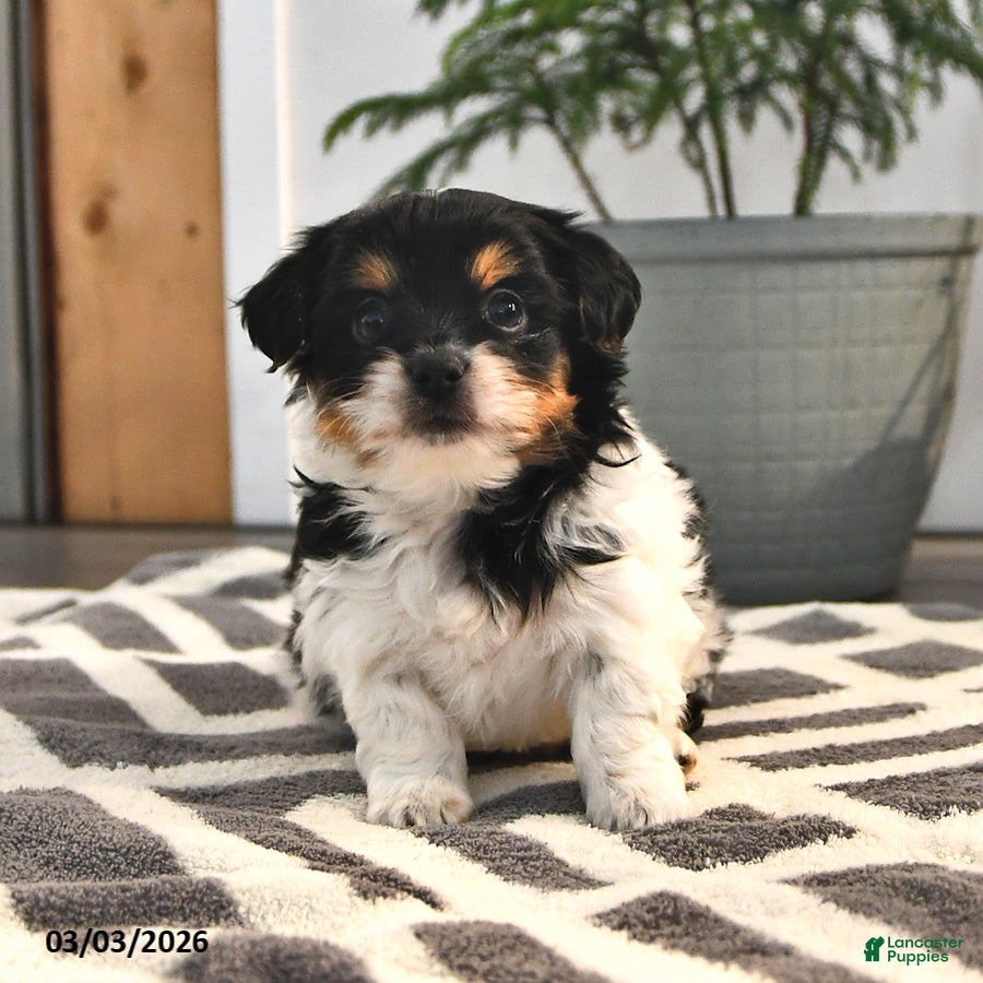 Mixed Breed dogs James   - Ad 1