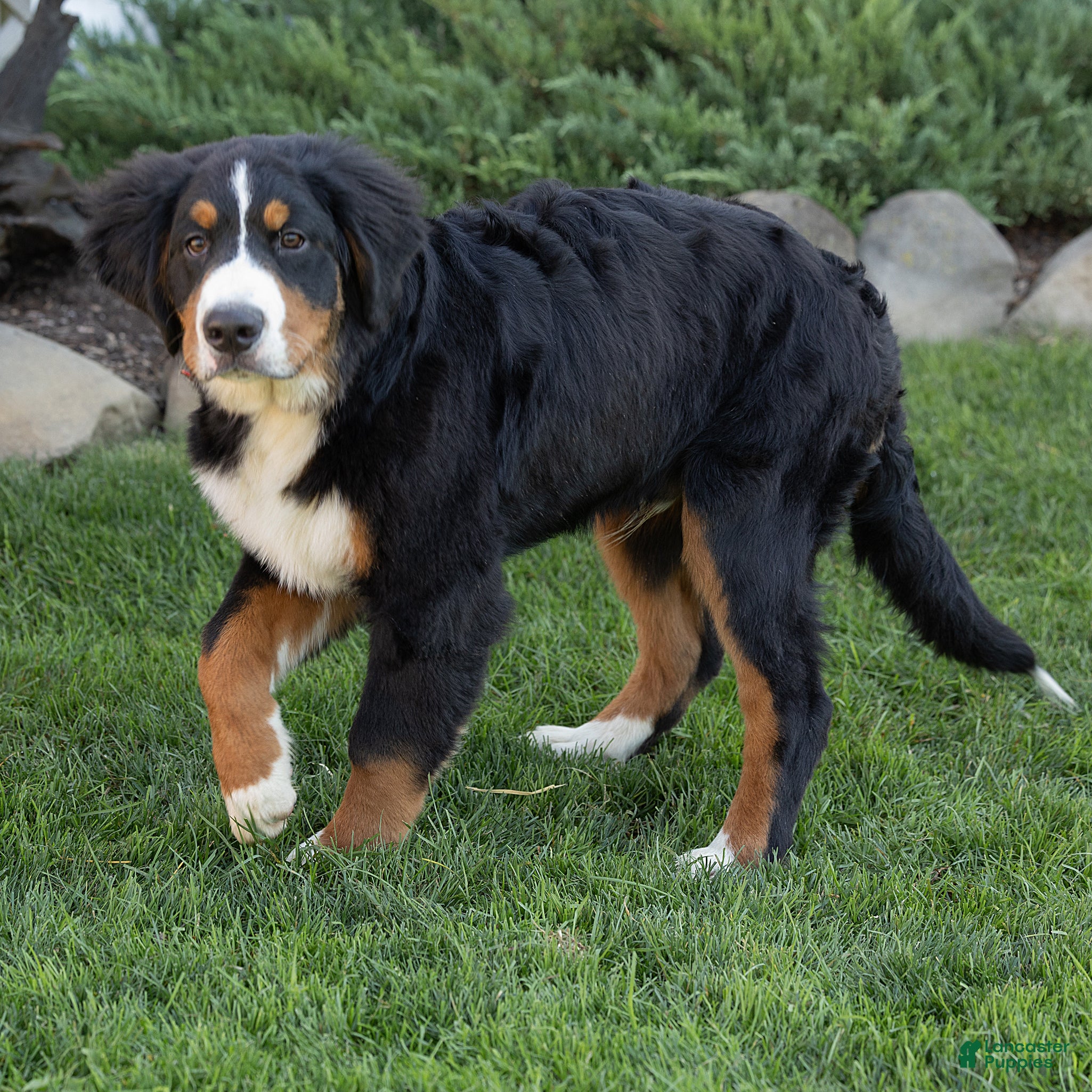 Bernese Mountain Dog dogs Jasper Bernese Mountain Dog  - Ad 2