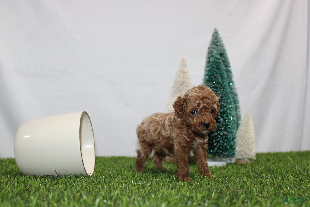 Toy Poodle dogs for sale: Ali - Ad 4
