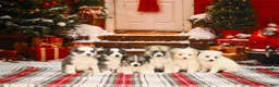 Pomsky dogs for sale: Pomsky 2 - Ad 2
