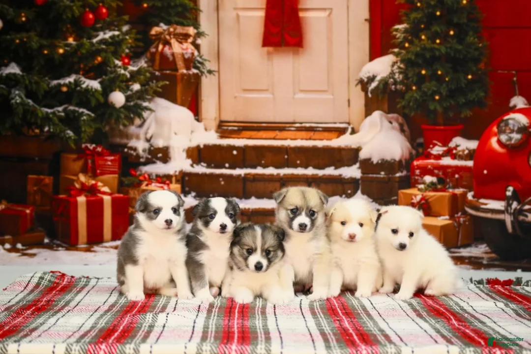 Pomsky dogs for sale: Pomsky 2 - Ad 2