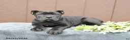 Cane Corso dogs for sale: Baxter - Ad 3