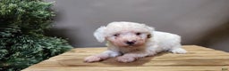 Mini Bernedoodle dogs for sale: Rudolph - Ad 2