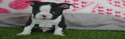 Boston Terrier dogs for sale: Robby - Ad 3