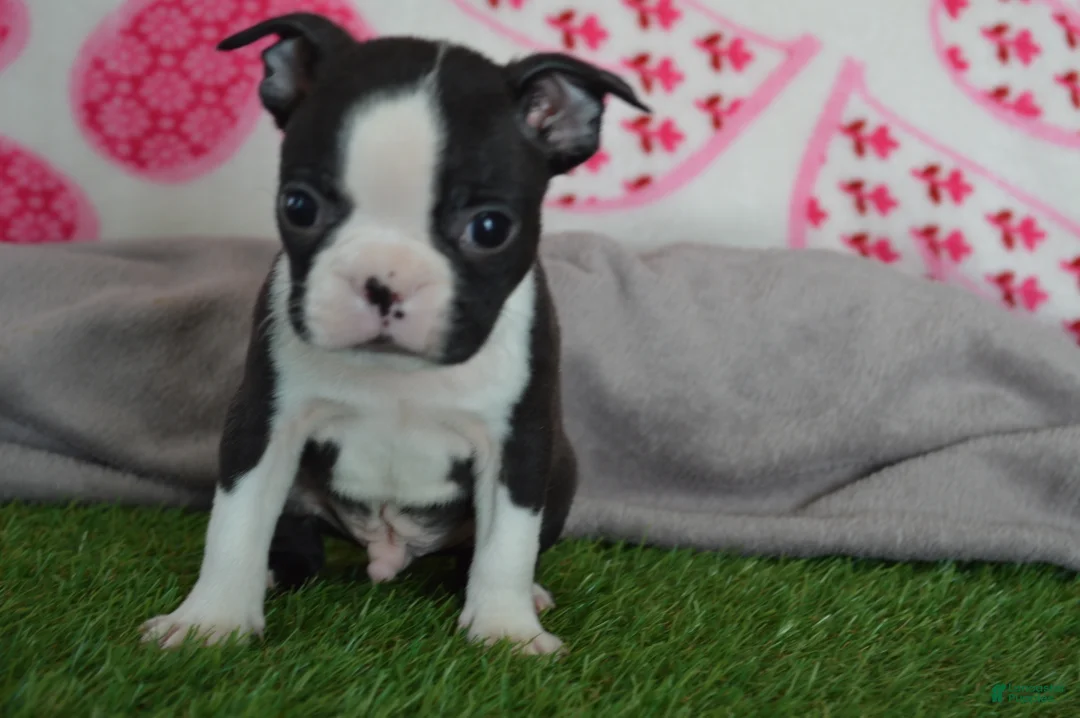 Boston Terrier dogs for sale: Robby - Ad 3