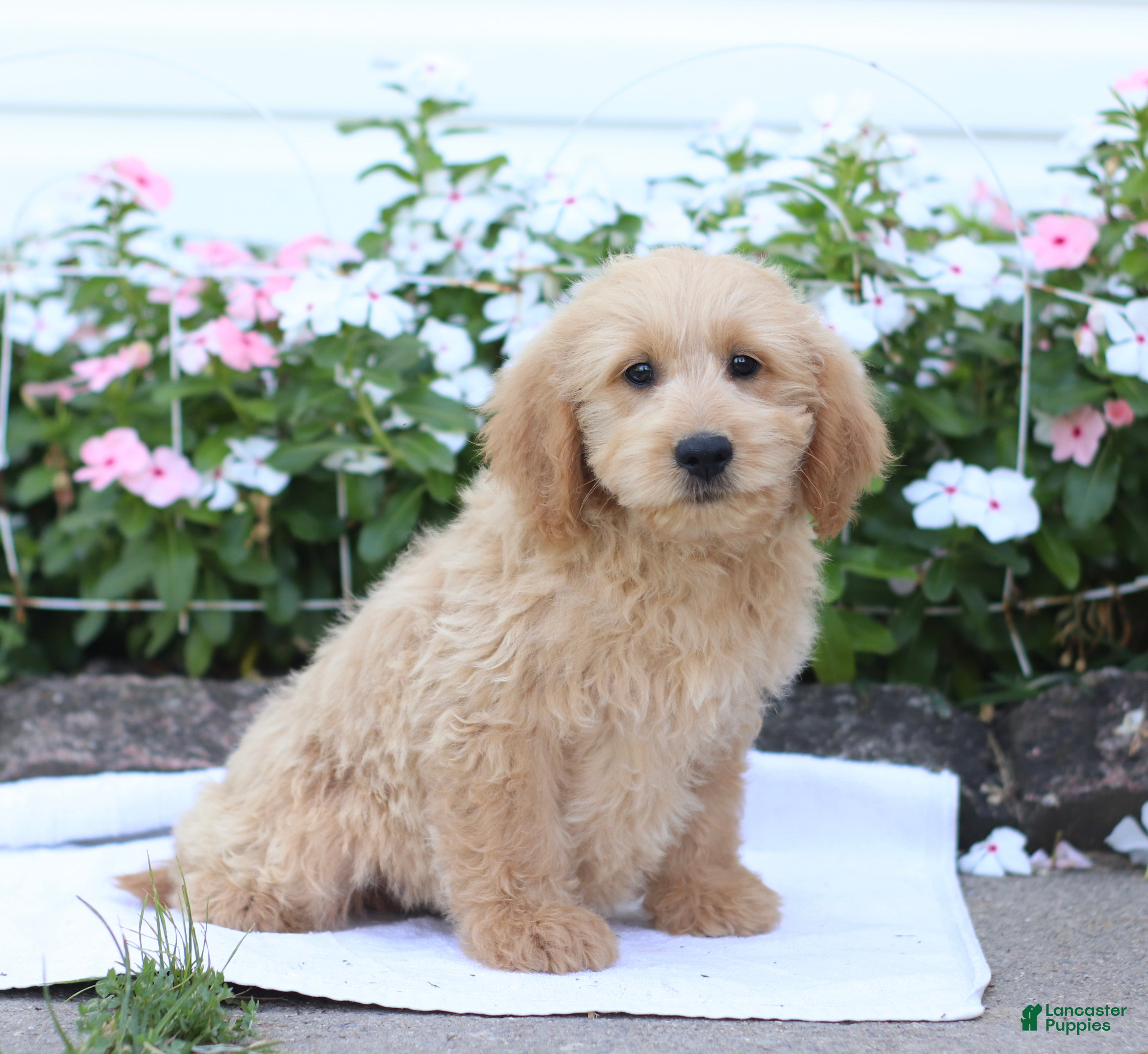 Mini Goldendoodle dogs Jethro - Ad 2