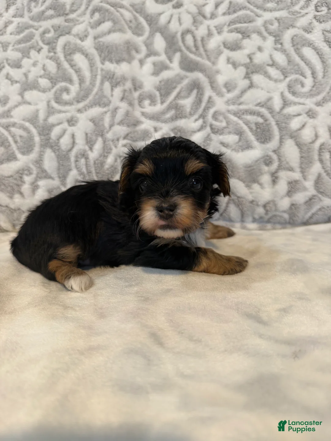 Yorkshire Terrier dogs for sale: Ivory - Ad 5