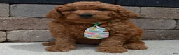 Mini Goldendoodle dogs for sale: Mini Gus - Ad 9