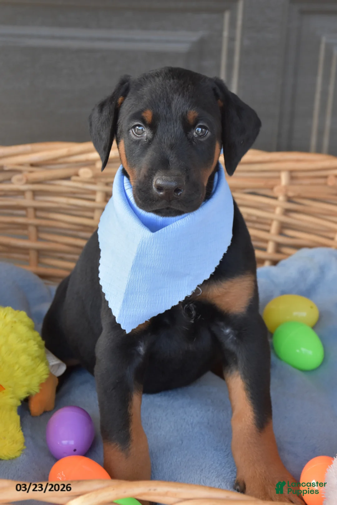 Doberman Pinscher dogs for sale: Peter - Ad 1