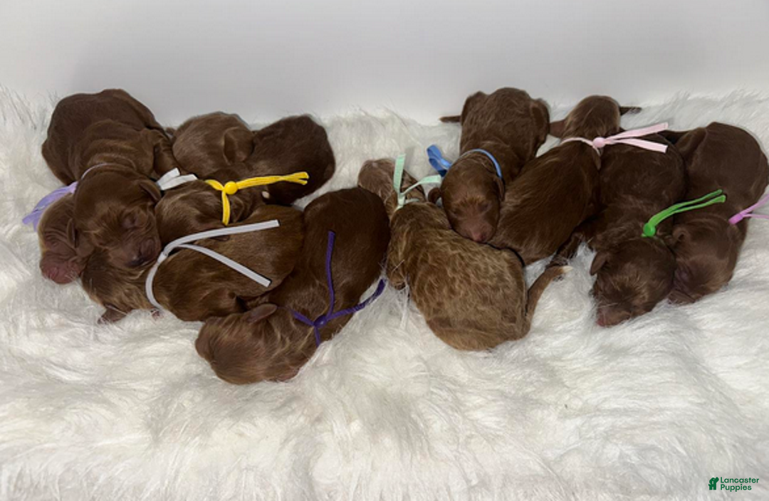 Goldendoodle dogs for sale: Girl 6 - Ad 4