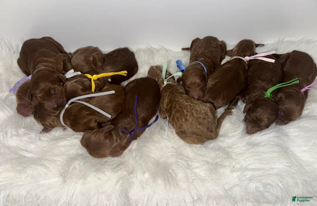 Goldendoodle dogs for sale: Girl 6 - Ad 4