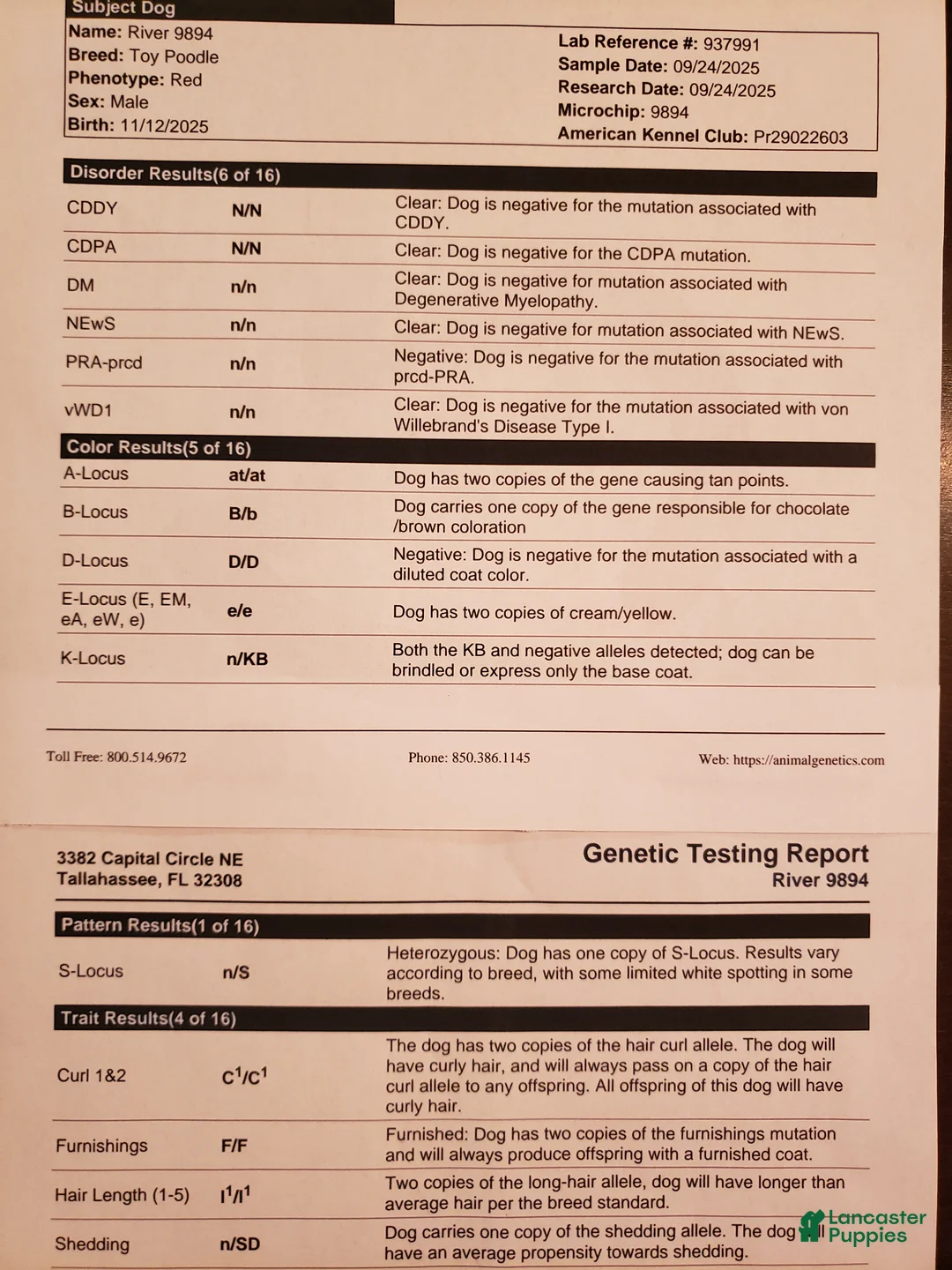 Toy Poodle dogs for stud: River - Ad 1
