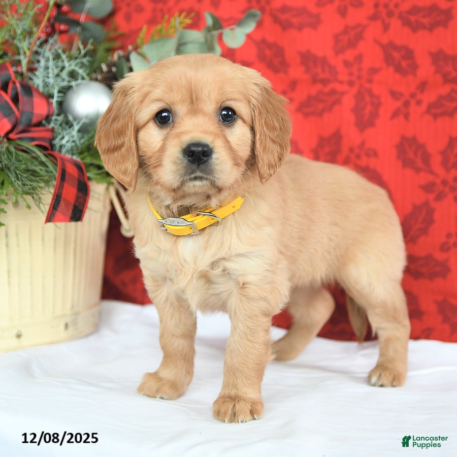 Miniature Golden Retriever dogs Joy - Ad 2