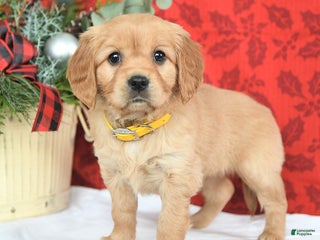 Miniature Golden Retriever dogs Joy - Ad 12