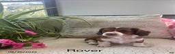 Miniature Dachshund dogs for sale: Rover - Ad 4