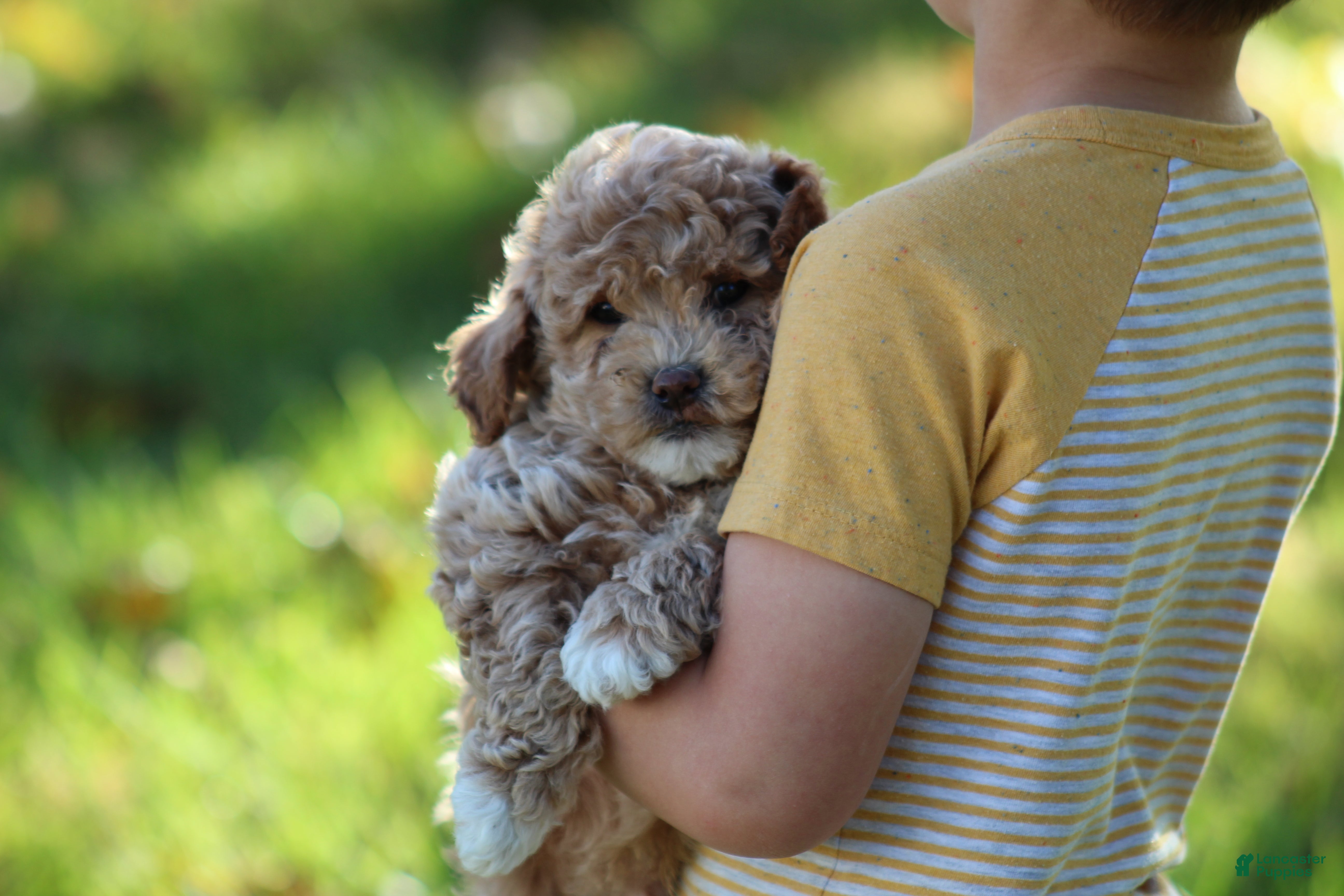 Bichpoo dogs for sale: Asher - Ad 2