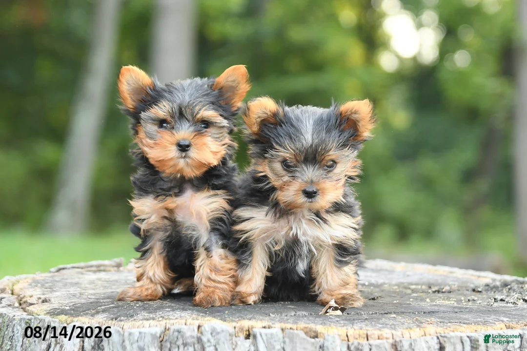Yorkshire Terrier dogs for sale: Minnie - Ad 3