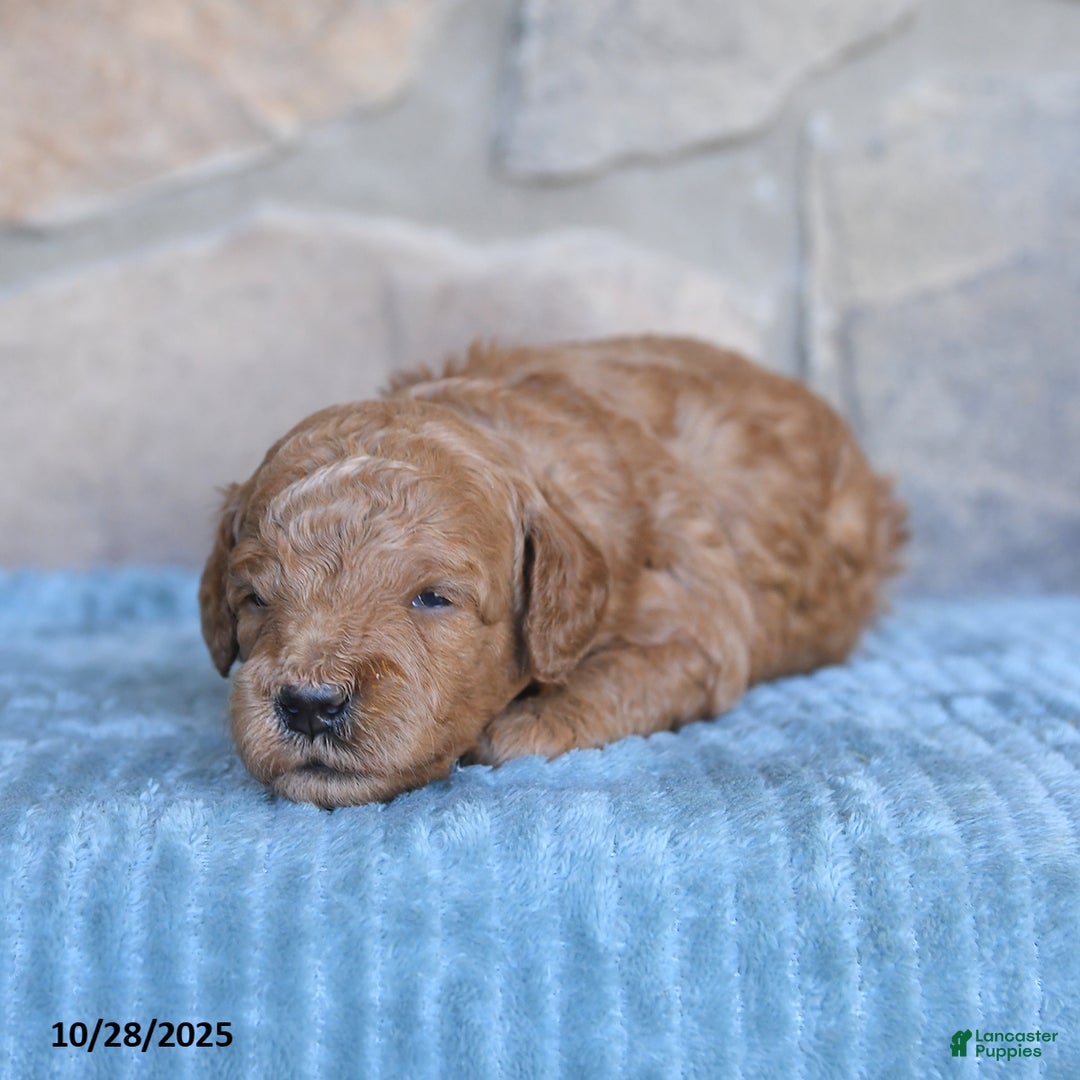 Mini Goldendoodle dogs for sale: Jersey - Ad 9